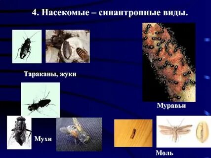 Синатропные насекомые