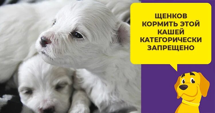 Какие каши дают щенкам