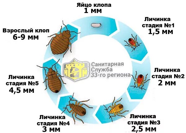 Какое развитие у постельного клопа. Цикл развития постельного клопа. цикл развития полужесткокрылых. постельный клоп стадии развития.