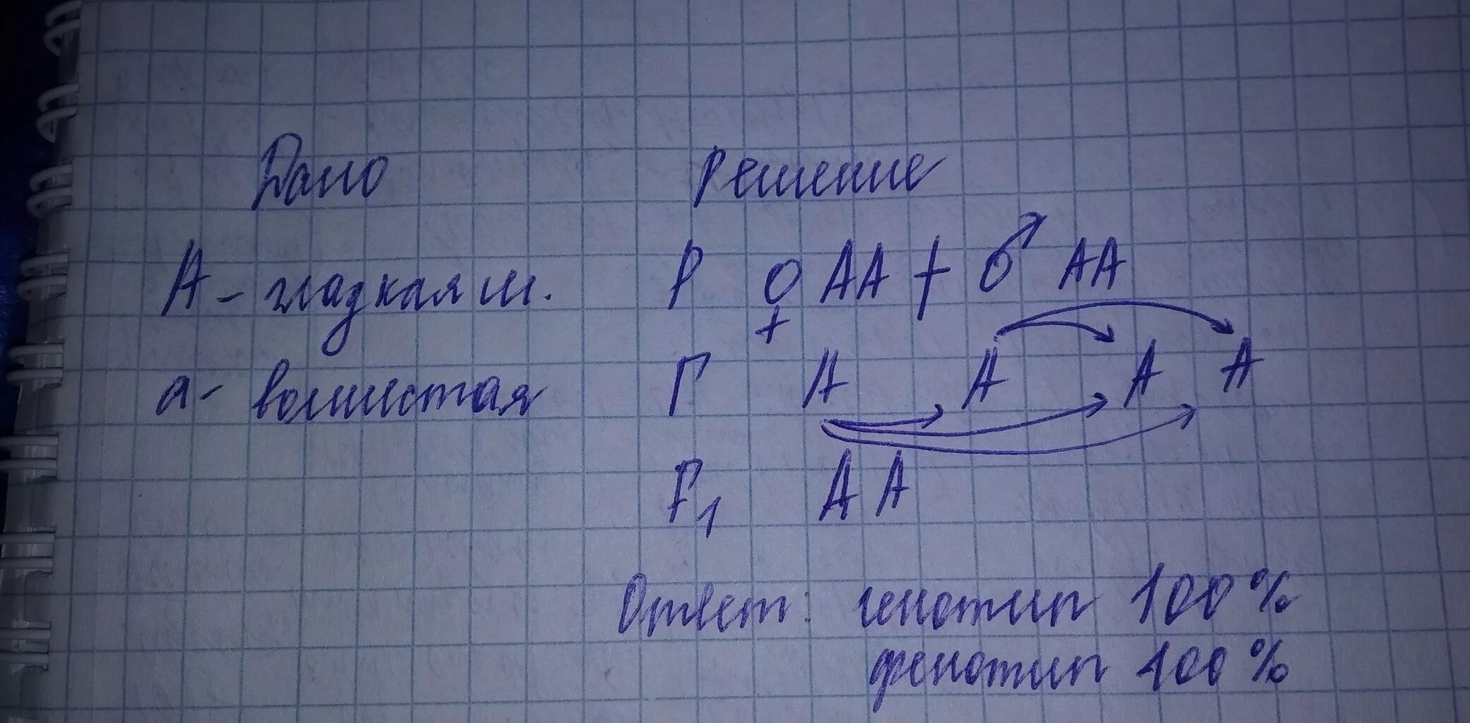 У морских свинок гладкая шерсть определяется рецессивным. У морских свинок вихрастая шерсть определяется доминантным геном. У морских свинок гладкая шерсть определяется рецессивным геном. У морской свинки курчавая шерсть определяется доминантным геном. У морских свинок вихрастая шерсть доминирует над гладкой.