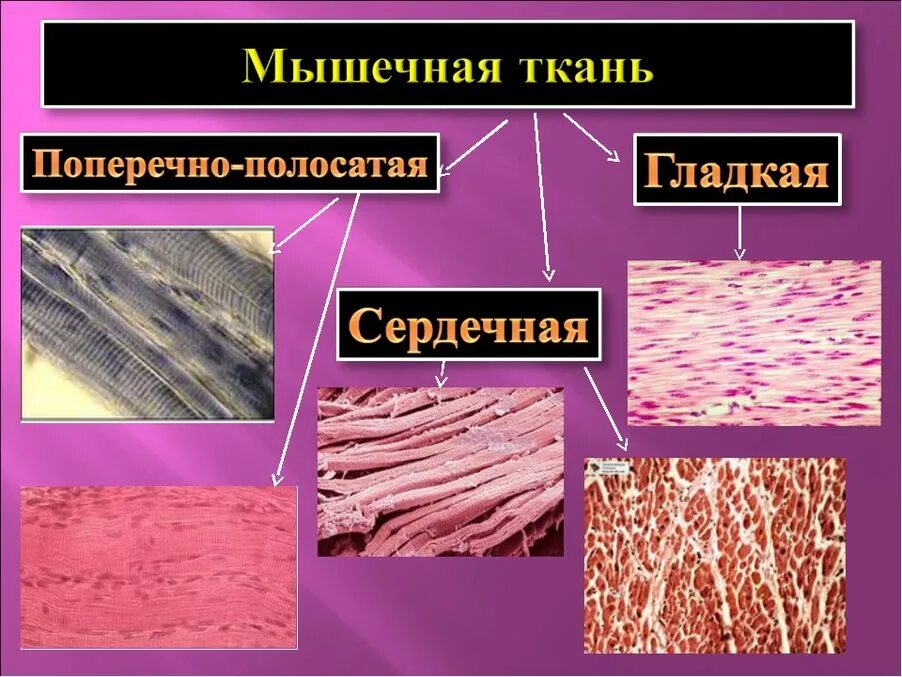 Как выглядит гладкая мышечная ткань. Мышечная ткань животных. Виды мышечной ткани. Типы мышечной ткани человека. Виды мышечной ткани животных.