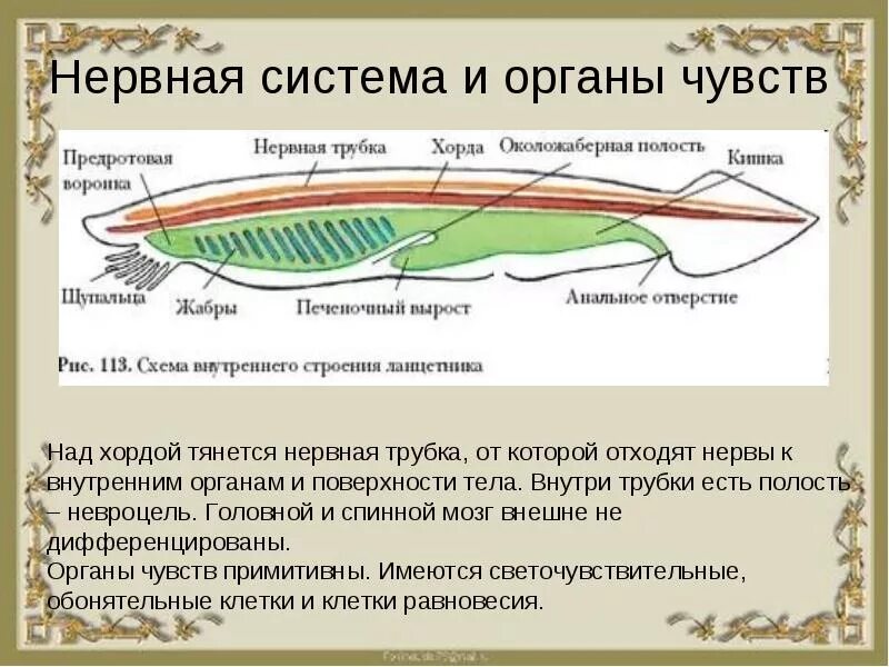 Нервная трубка ланцетника. Ланцетник хорда нервная трубка. Выделительная система ланцетника 7 класс. Тип Хордовые ланцетник 7 класс. Класс рыбы ланцетники