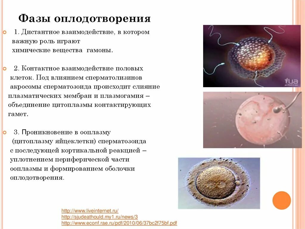 После оплодотворения яйцеклетки и первых. Дистантное взаимодействие гамет в процессе оплодотворения. Дистантное взаимодействие гамет при оплодотворении. Сталии 2 фазы оплодотворения. Оплодотворение яйцеклетки характеристика.