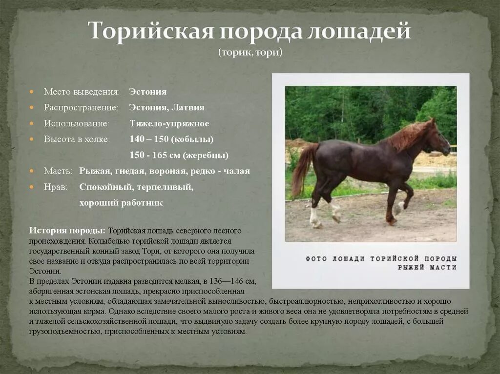 Описание лошадки. Породы лошадей характеристика. Породы лошадей с фото и описанием. Лошади разных пород с названиями. Породы лошадей с фотографиями и названиями.