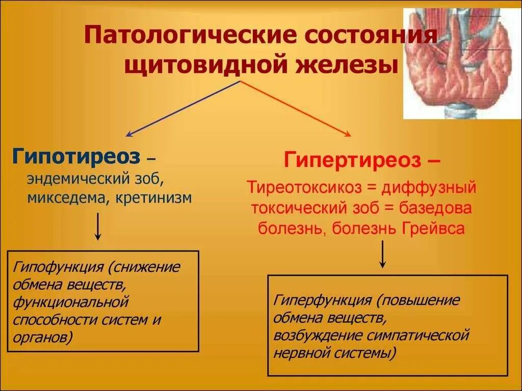 Типы гипотиреоза. Гипофункция основного гормона щитовидной железы. Щитовидная железа гормоны гиперфункция и гипофункция. Гормоны щитовидной железы гипо и гиперфункция. Проявление гипофункции щитовидной железы.