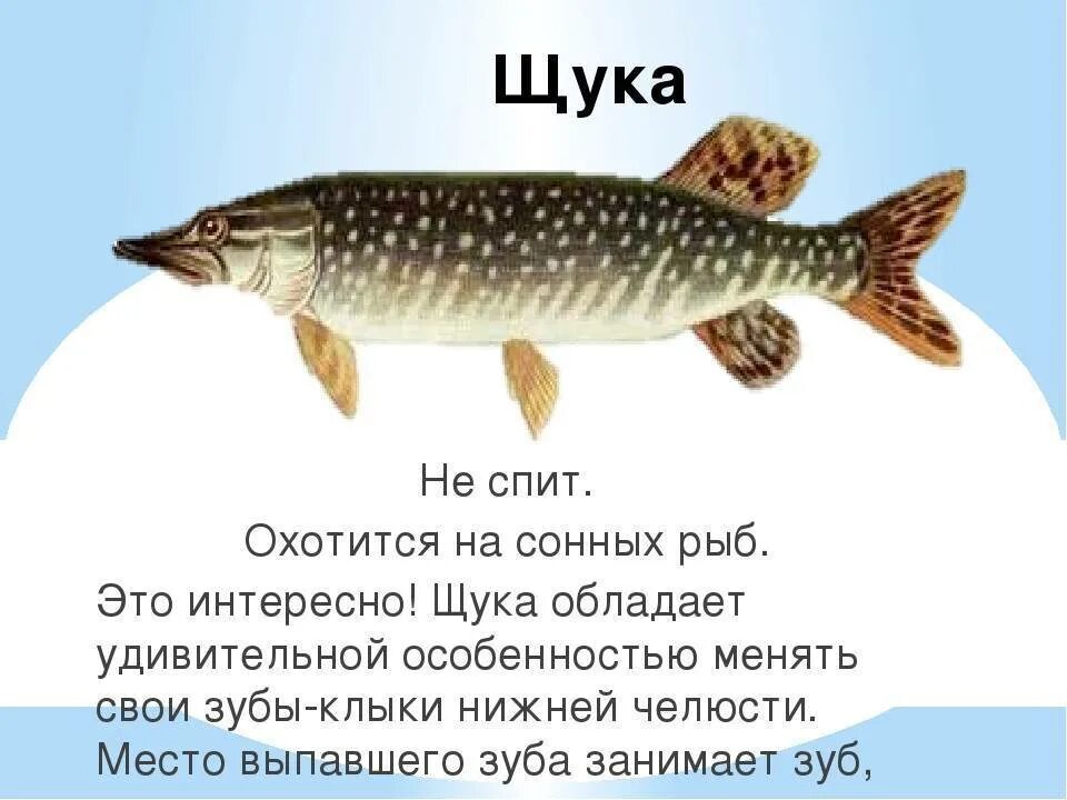 Щука существительное