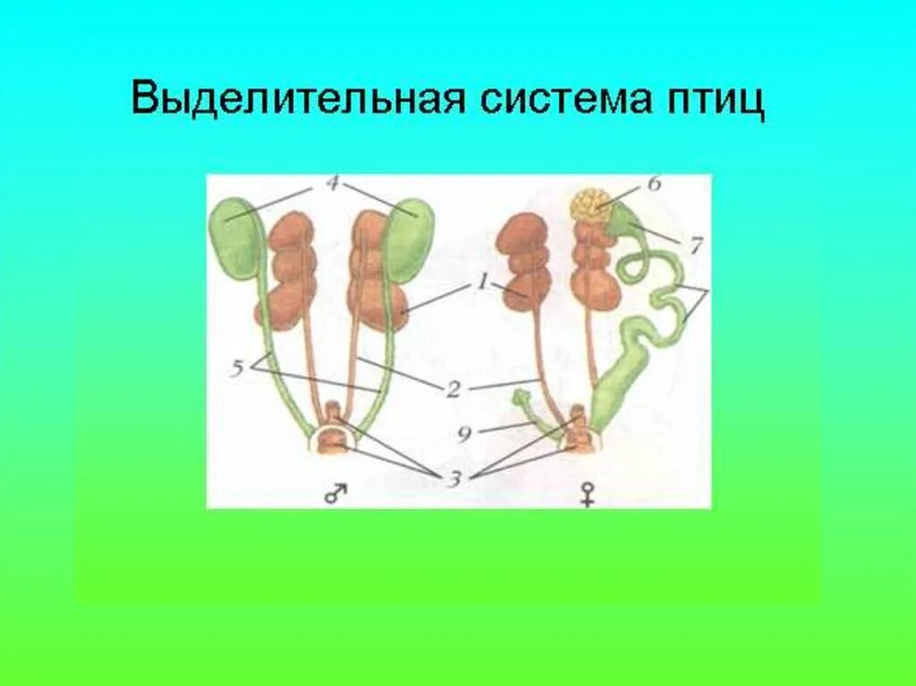 Основными органами выделения у птиц являются. Основными органами выделения у птиц являются