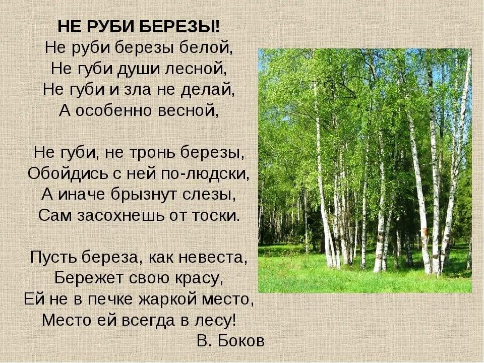 Береза одно из самых распространенных и любимых