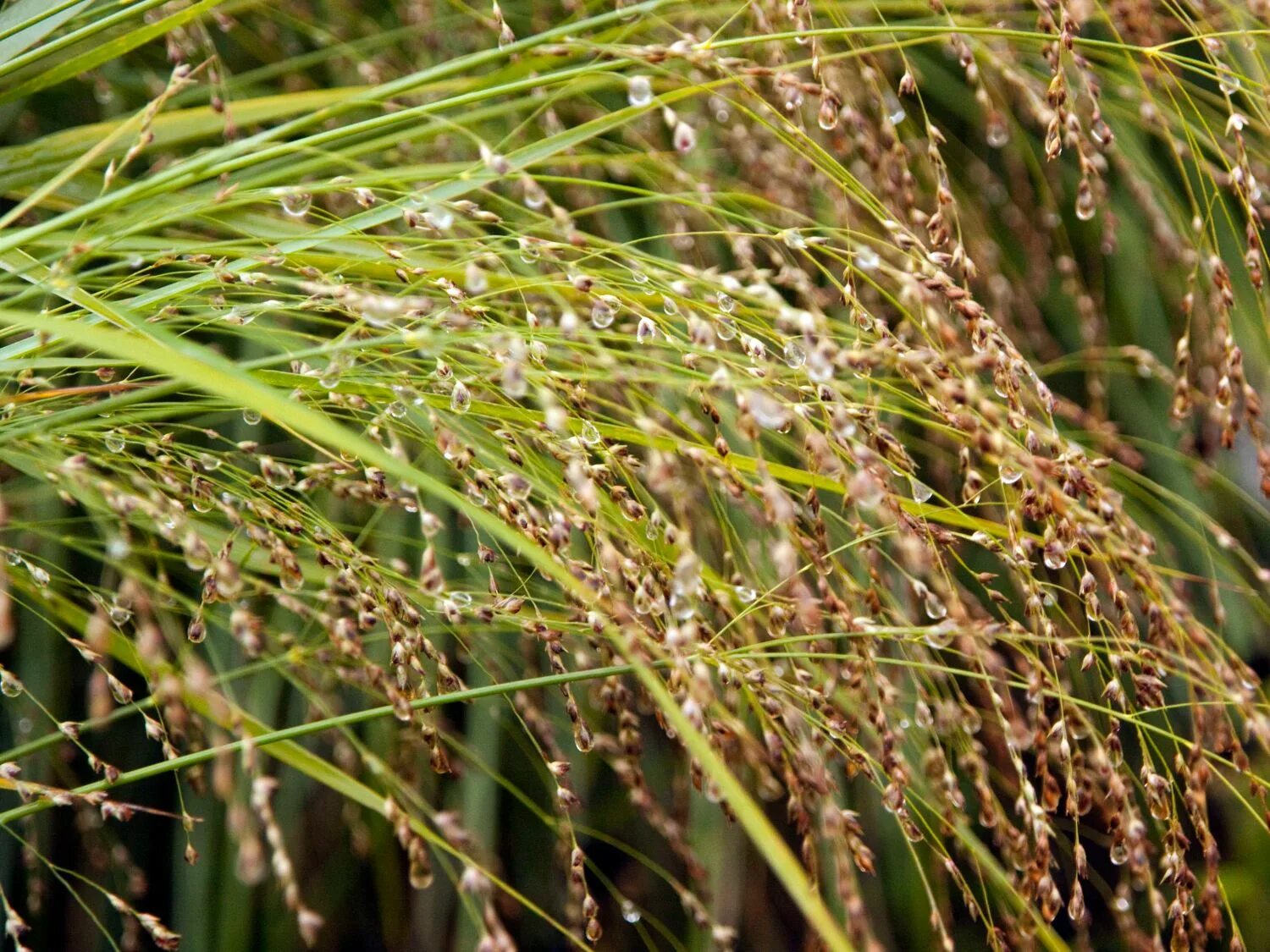 Просо прутьевидное Стриктум. Просо прутьевидное "strictum" (Panicum virgatum). Просо (Panicum miliaceum). Просо прутьевидное Shenandoah. Особенности проса