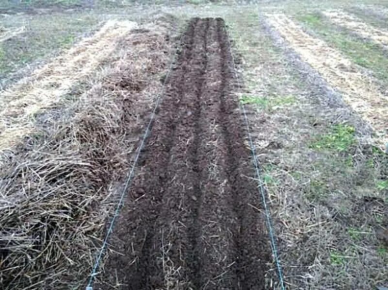 Бороздки для моркови. Посадка свеклы. Посадка моркови весной в открытый. Посев в открытый грунт. Семена моркови под зиму.