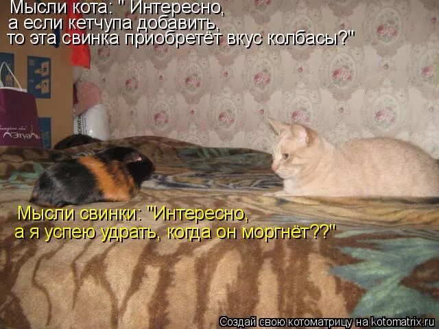 Кот думает. Задумчивый. Думаю о тебе кот. Думаю о коте. Мудрые мысли кота.