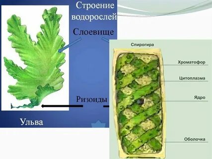 Ульва какая среда