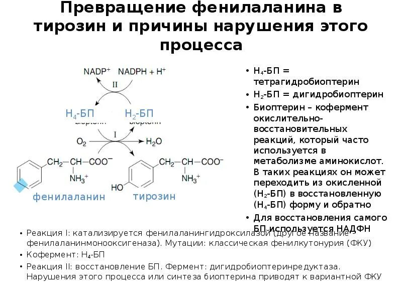 Реакция превращения фенилаланина в тирозин. Фенилаланин в тирозин реакция. Фенилаланин в тирозин. Превращение фенилаланина в тирозин тирозин.