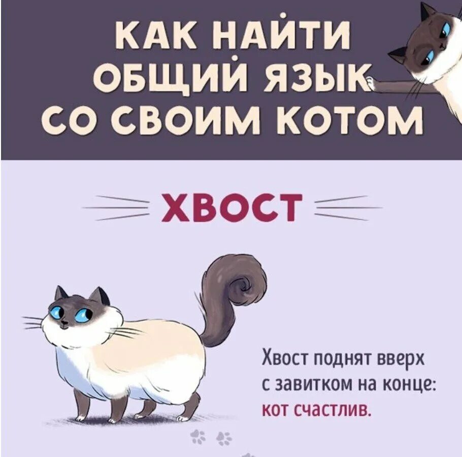 Кошки подобрать слово