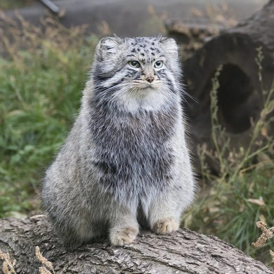 Манул пушкин. Кот манул. манул фото. тибетский кот. мангул фото.