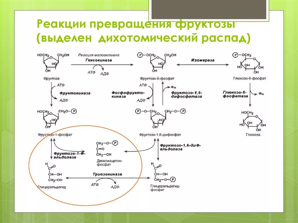 Превращение фруктозы