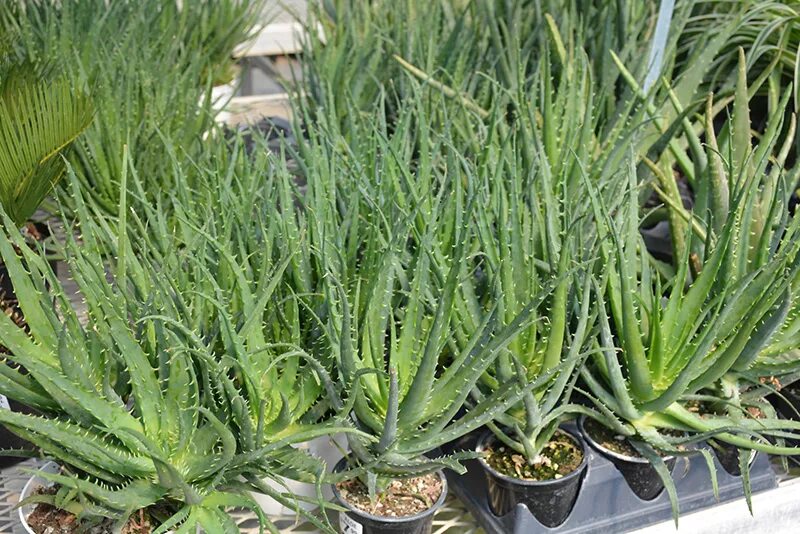 Алоэ барбаденсис миллер. Алоэ барбаденсис. Барбадосское (Aloe barbadensis).