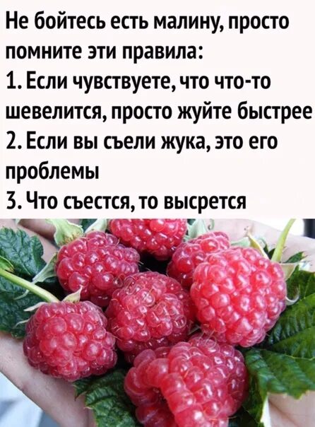 Приму малину. Правило поедания малины. Не бойтесь есть малину. Правило как есть малину. Высказывания про малину.