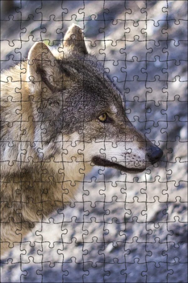 Серебристый волк. Canis lupus (wolf). Волчица защищает шею волка. Опасные животные волк. Волк выходы серий.
