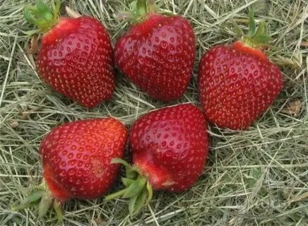 Клубника фернандо отзывы