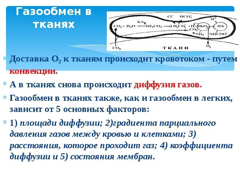 Обмен газов в лёгких и тканях. Газообмен в тканях. Газообмен в легких и тканях регуляция дыхания. Схема газообмена в легких и тканях. Обмен газов между легкими