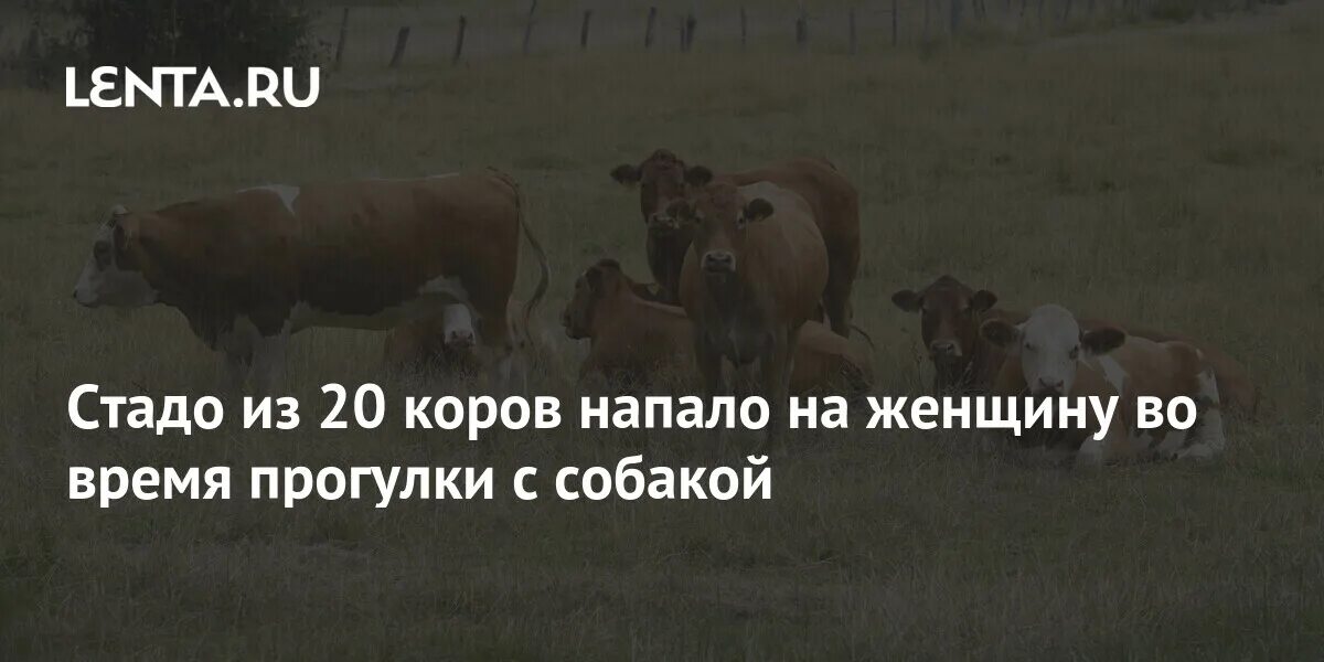 Стадо коров в деревне. Корова нападает на собаку. К чему снится стадо коров во сне