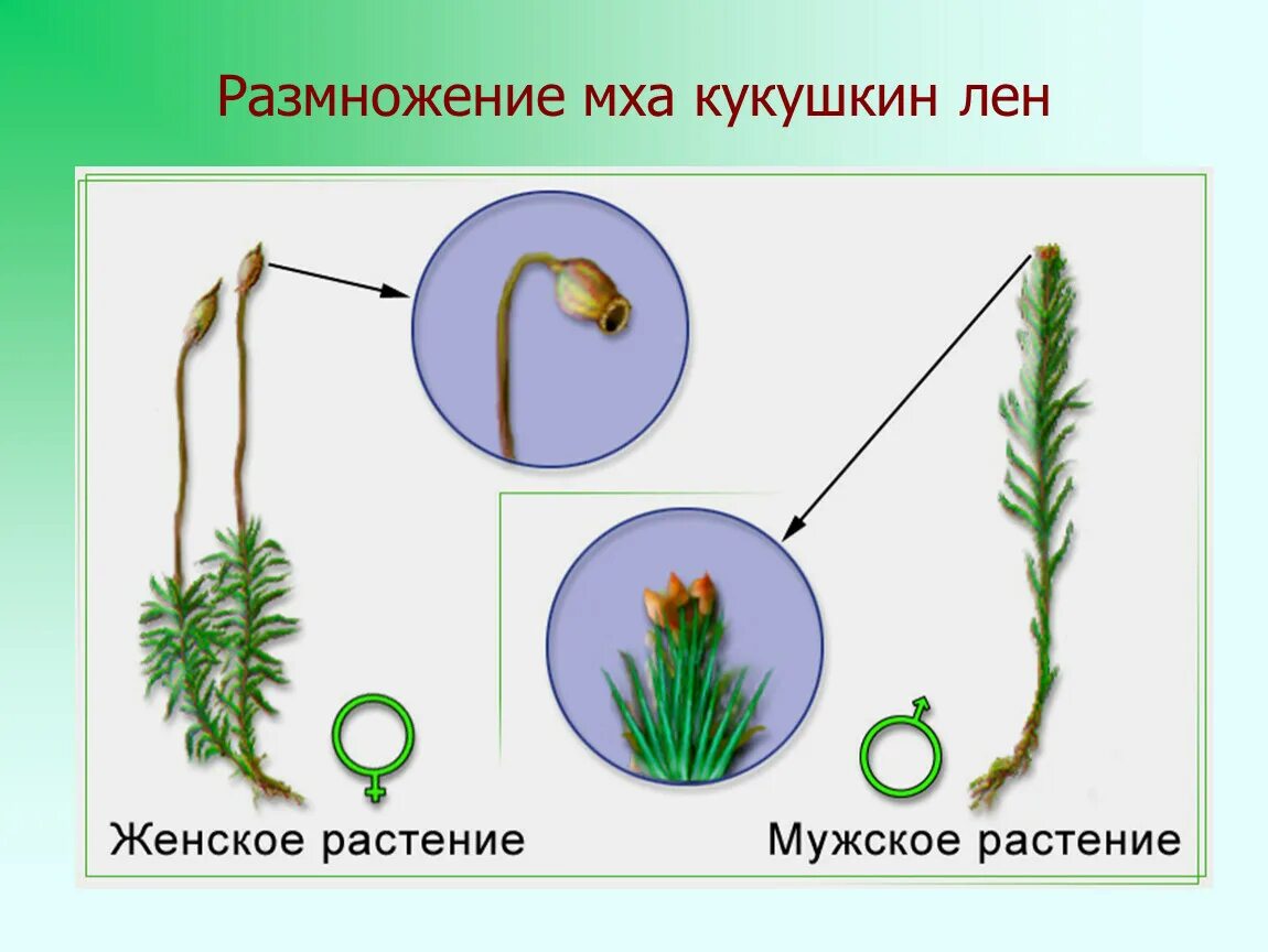 Моховидные Кукушкин лен двудомное растение. Строение мха Кукушкин лен. Мхи, Кукушкин лен, сфагнум. Строение, размножение. Размножение кукушкиного мха.