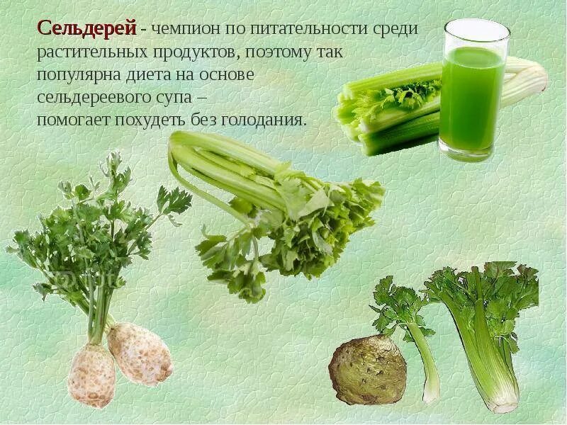 Как полезно есть сельдерей. Как полезно есть сельдерей. Сельдерей польза. Сельдерей листовой черешковый корневой. Как полезно есть сельдерей.