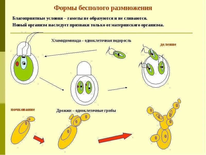 Тема 9 Бесполое и половое размножение организмов и