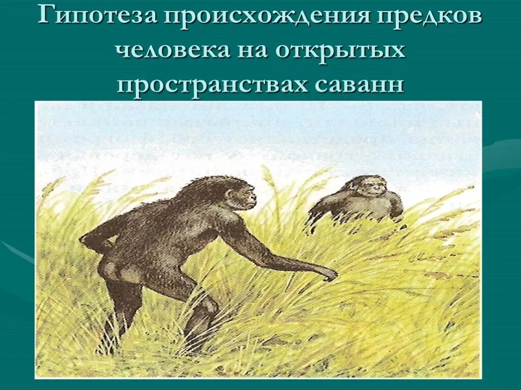 Происхождение человека биология 11. Гипотезы происхождения предков человека. гипотеза происхождения человека на открытых пространствах саванн. гипотеза околоводного происхождения предков человека. гипотеза саванного происхождения.