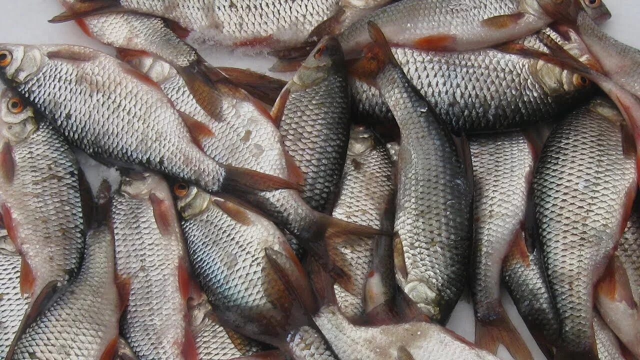 Ловля подъязка зимой на мормышку. Сорога и плотва. Зимняя рыбалка на плотву. Плотва альбинос. Чебак северный.