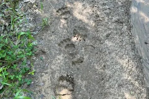 Заметить следы
