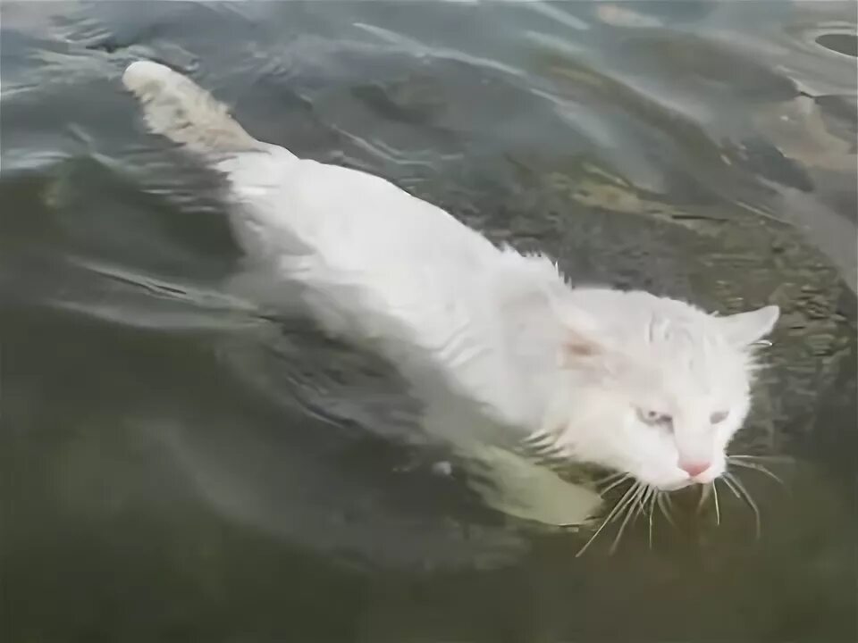 Котята озерах