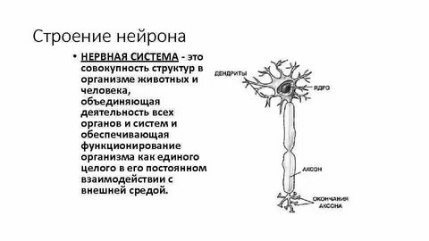 Нервная система совокупность