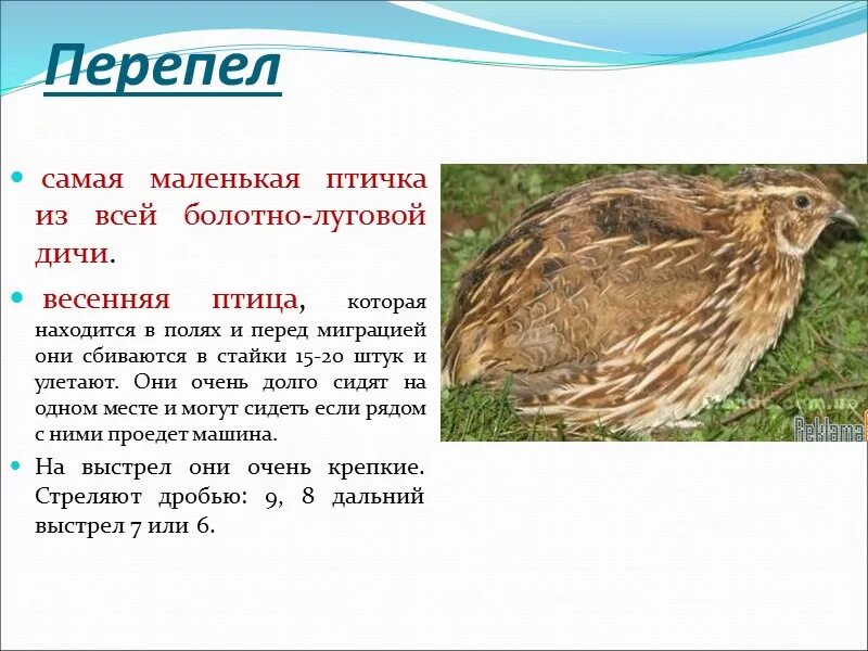 Что относится к дичи. Классификация птицы и дичи. особенности обработки дичи. характеристика дичи.