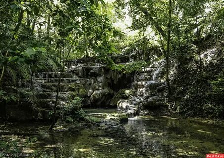 Мексика лесные