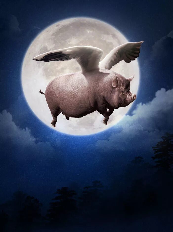 Flying pig. Летающая хрюшка. Свинья с крыльями. Толик свинья. Свинья с крыльями.