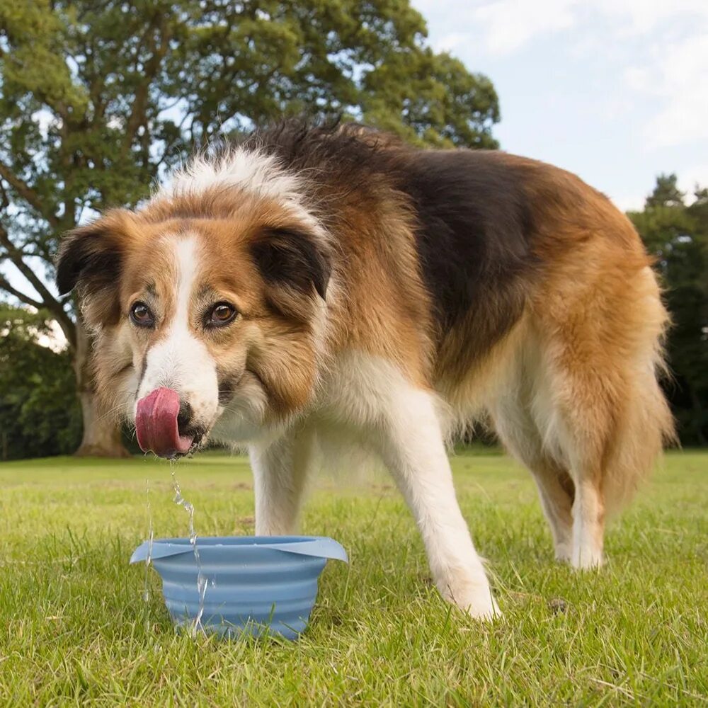 Dog bowls. Dog bowl. собаки тревел блоггер. pet food. keep their water bowl full. dog.