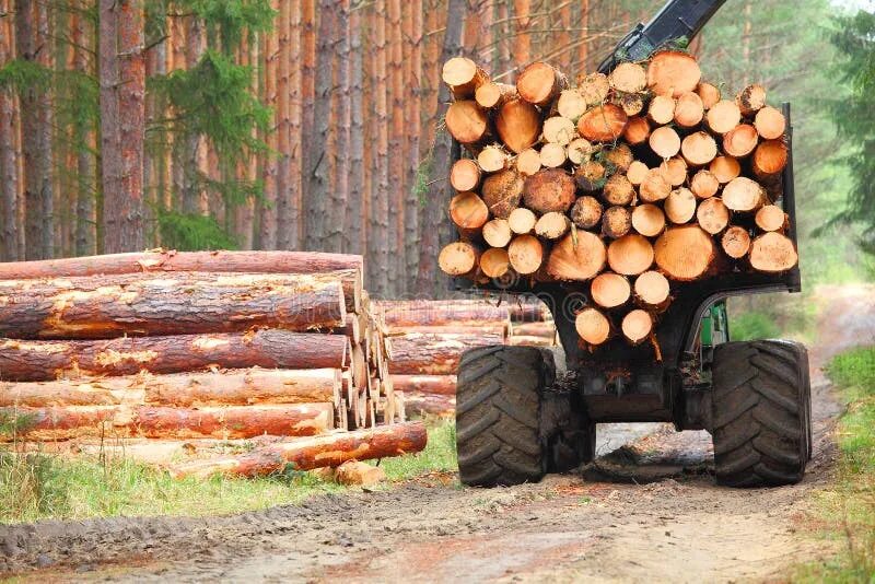 Использование лесов в сельском хозяйстве