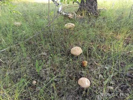 Грибники рязанской