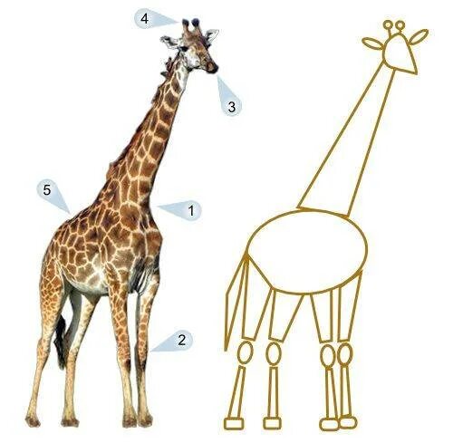 Жираф поэтапно для детей. Жираф рисунок. Этапы рисования жирафа. Рисование жирафа с детьми. Уроки рисования для детей Жираф.