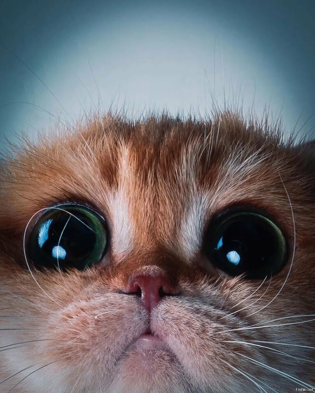 Глазки кошечки. Котенок с большими глазами. Милые глаза. Котик с большим глазами. Милые коты.