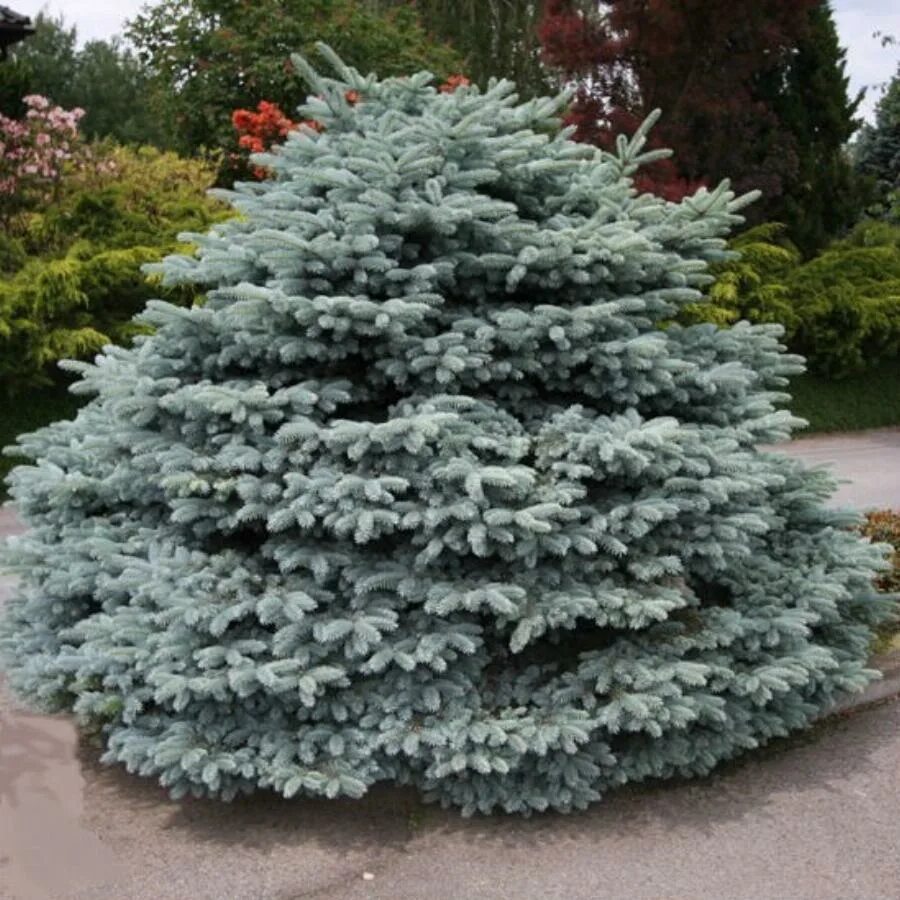 Глаука глобоза купить. Ель колючая Глобоза. Ель Глаука Глобоза. Picea pungens 'glauca globosa'. Ель glauca globosa.