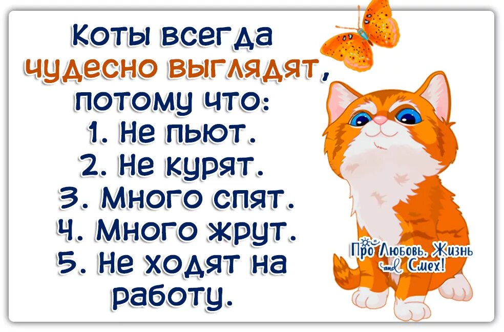 Цитаты со смыслом короткие с юмором. Цитаты со смыслом прикольные. афоризмы про жизнь прикольные. смешные цитаты со смыслом. цитаты про любовь прикольные.