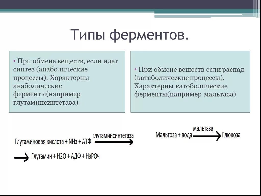 Давление ферментов. Анаболитические ферменты. Анаболические ферменты. Типы ферментов. Анаболический фермент глутаминсинтетаза.