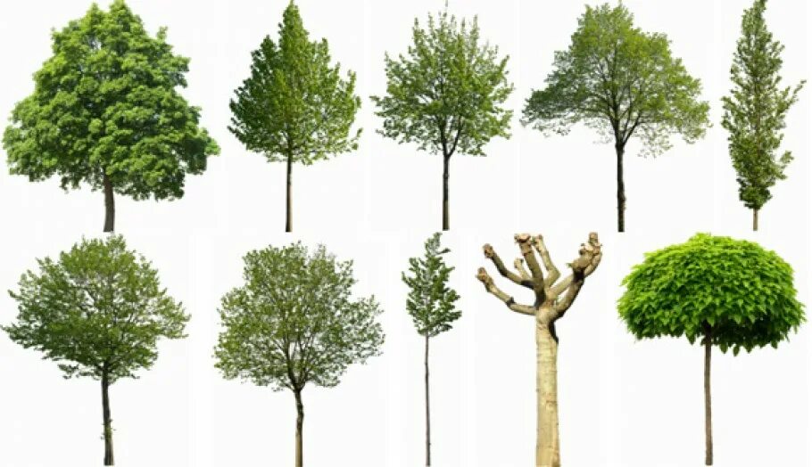 How many trees are there