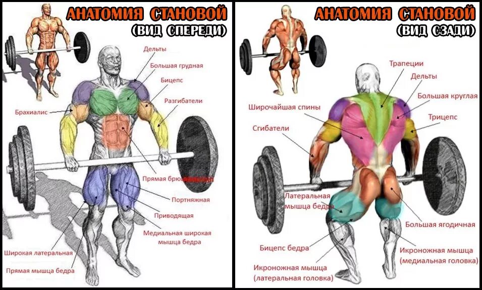 Тяга какие мышцы работают. Тяга сумо анатомия. Мышцы задействованные в становой тяге. Тяга сумо мышцы задействованы. Становая тяга сумо мышцы.
