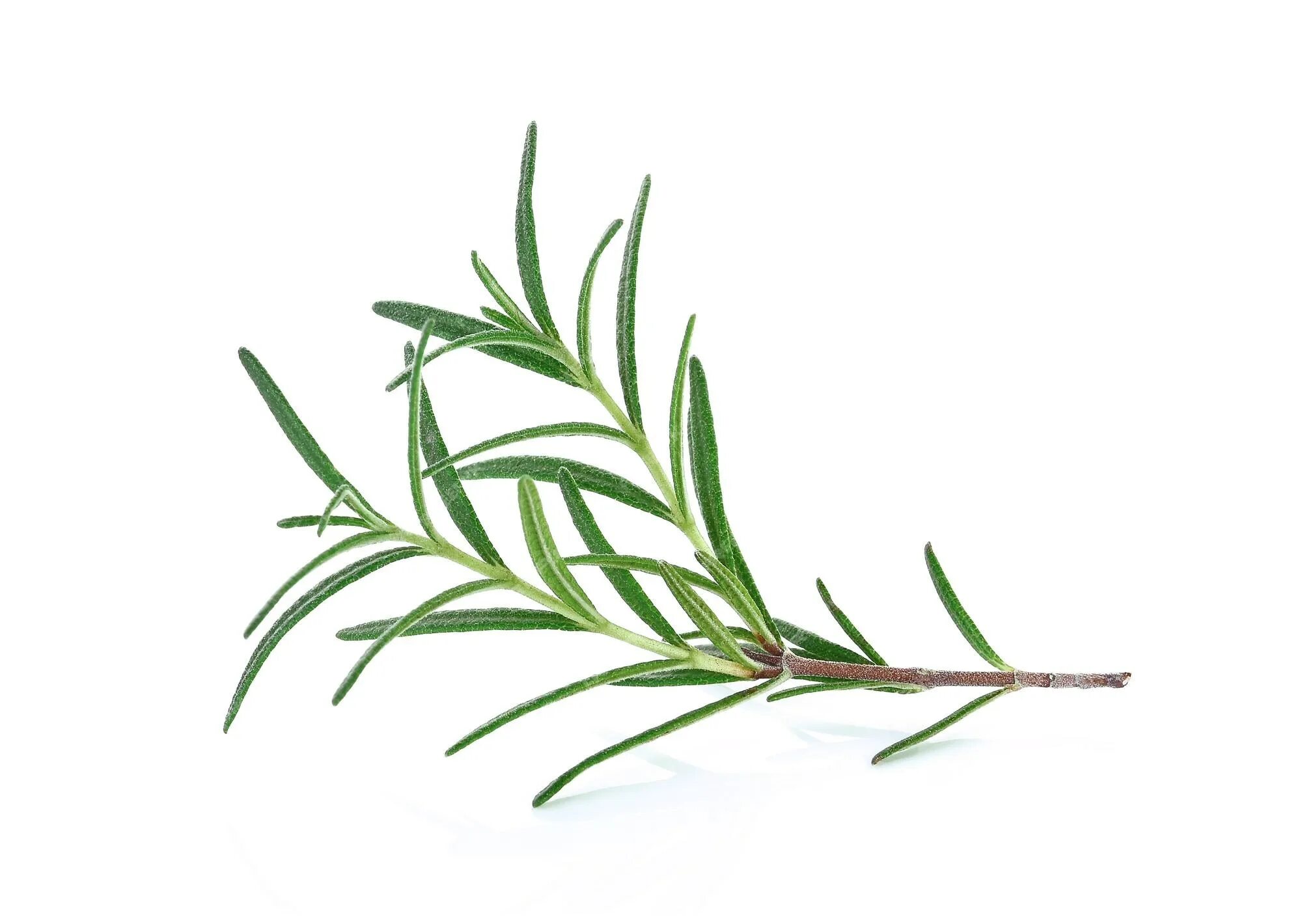 Розмарин на белом фоне. Розмарин розмарин простратус. Розмарин белый. Розмарин кыргызстан. Розмарин альбифлорус.