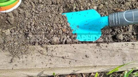 От муравьев на огороде грядках