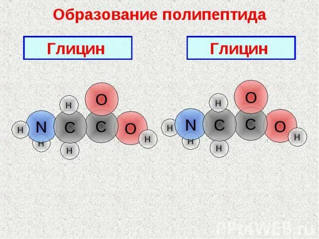 Глицин полипептид. Образование полипептида. Схема образования полипептида. Полипептид из глицина.